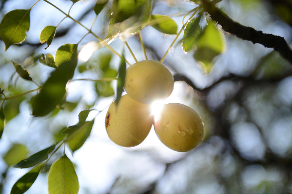 Benefits of marula seed oil for skin
