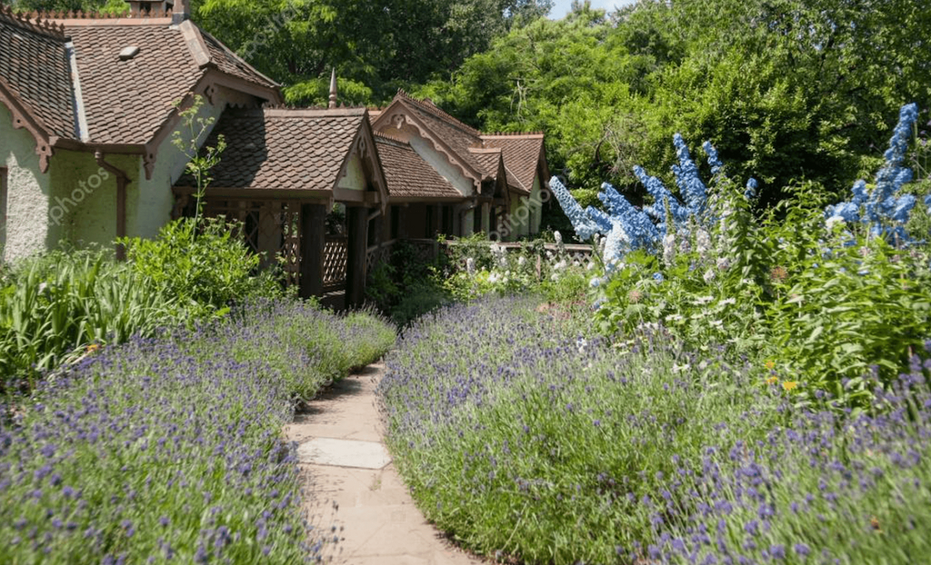 English lavender grown near cottage.