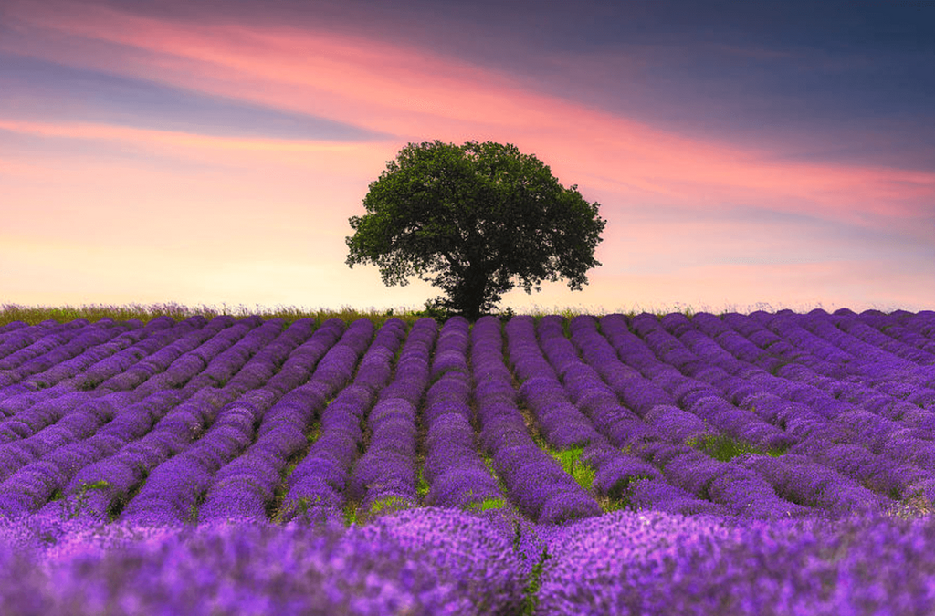 French lavender in the field.