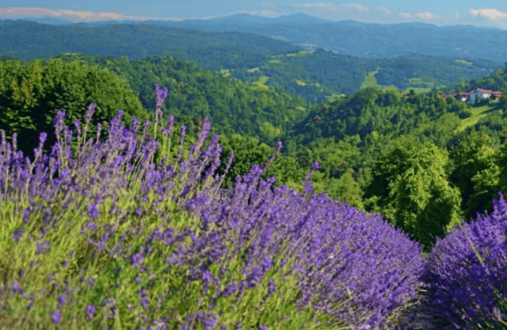 italian lavender