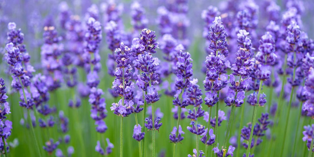 Rows upon rows of fragrant lavender flowers sway in the gentle breeze of a sprawling lavender field. These beautiful blooms are carefully harvested and used to create the popular lavender essential oil, which offers a range of benefits for the mind and body.
