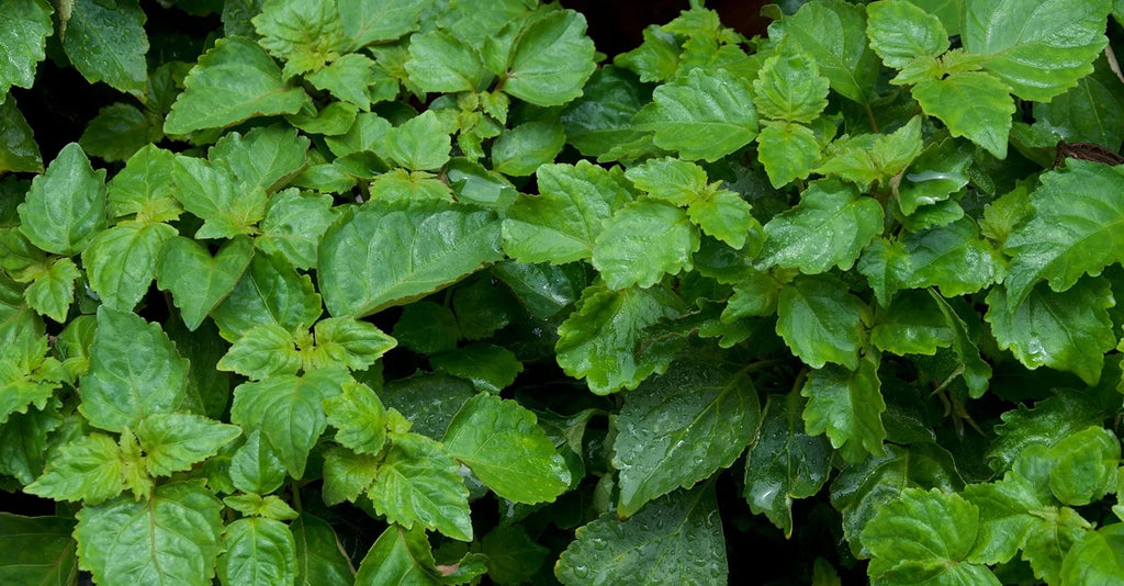 Patchouli green leaves that are used to make patchouli essential oil.