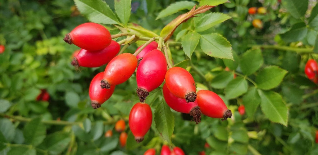 Red Rosehip that we use in our natural facial oil.