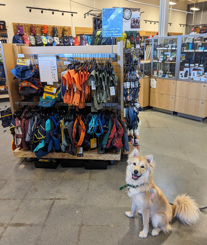 Adorable rescue dog shopping for earth-friendly dog jacket at REI