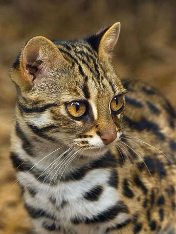 asian leopard cat