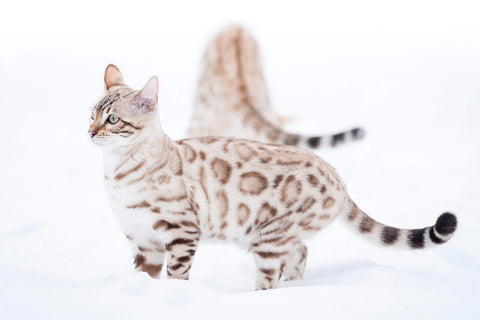 snow bengal cat