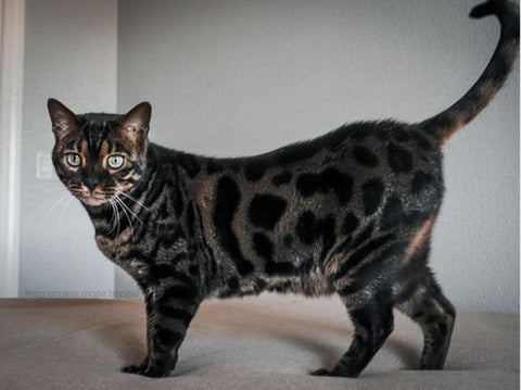 charcoal bengal cat