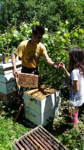 Local Beekeeper Producing Ethical Raw Honey New Zealand