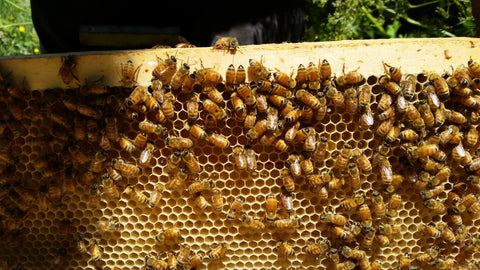 Raw Honey Golden Bay NZ Bee Friendly Honey