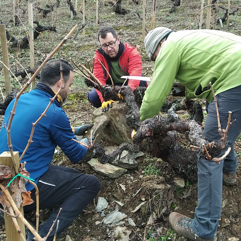 Viticultores manteniendo una viña centenaria en el Bierzo