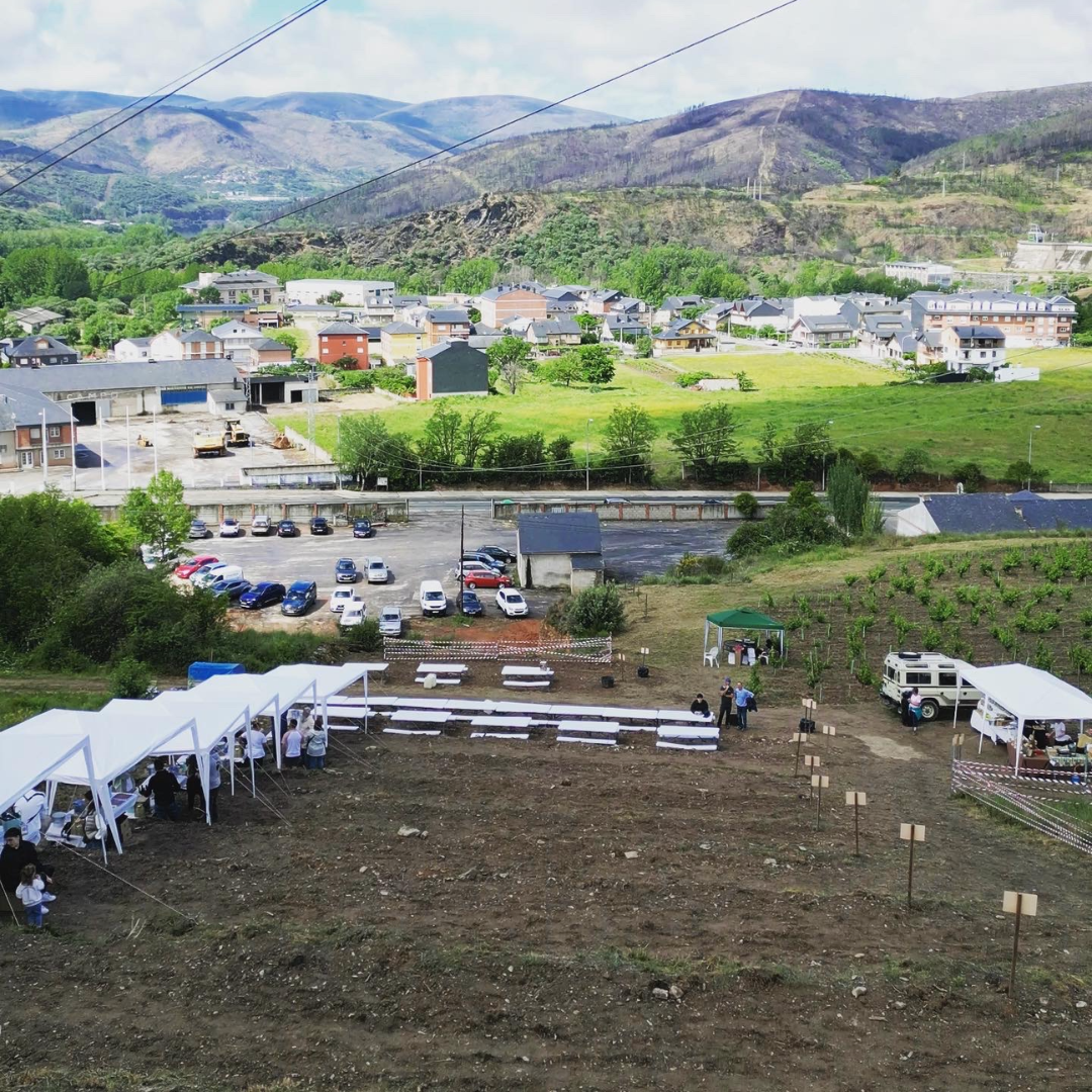 Festival de vino Vignerons