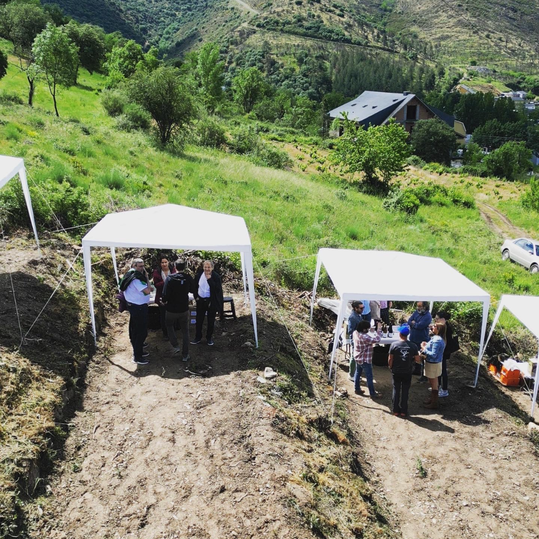 Festival de vino Vignerons