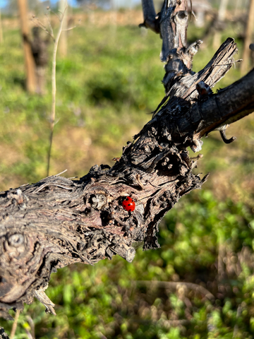 Ladybird on a vine at the Barreiros Vineyard in El Bierzo