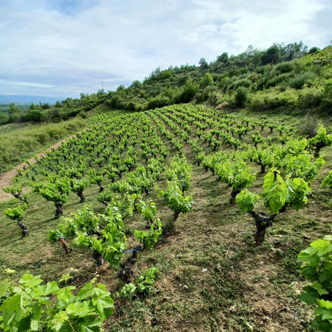 Valle del Recunco