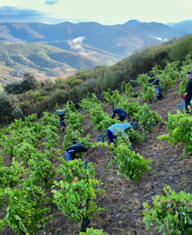 Harvest in heroic vineyard with a slope of 43% in the Bierzo region, Spain