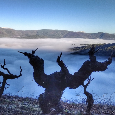 Viña centenaria de godello en un viñedo de viticultura heroica