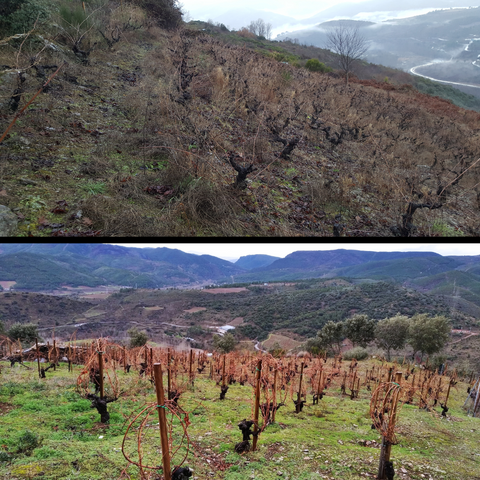 Viñedo de montaña antes (parte superior) y despues (parte inferior) de su recuperación