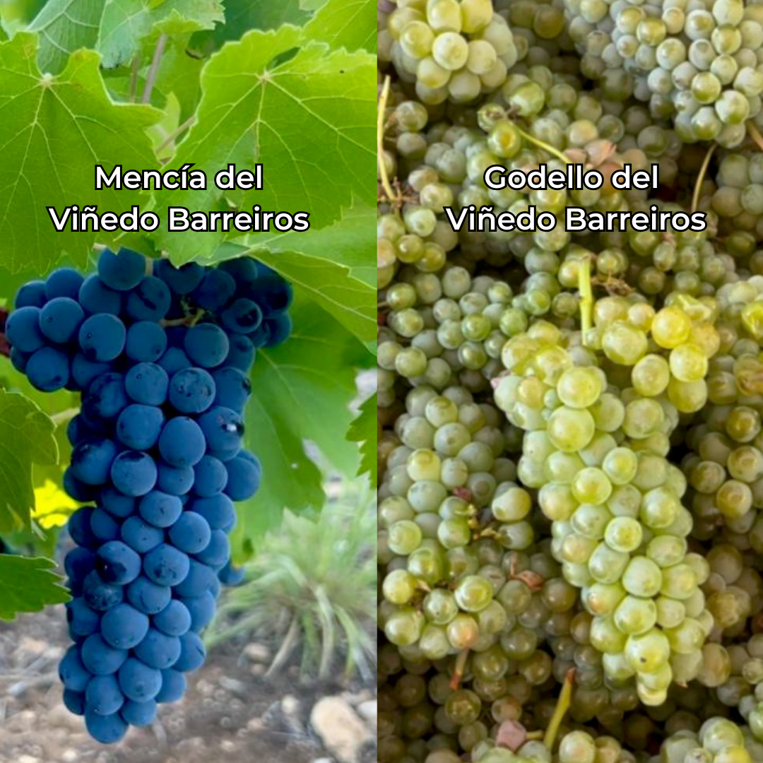 Uvas autóctonas del Bierzo, Mencía (izquierda) y Godello (derecha)