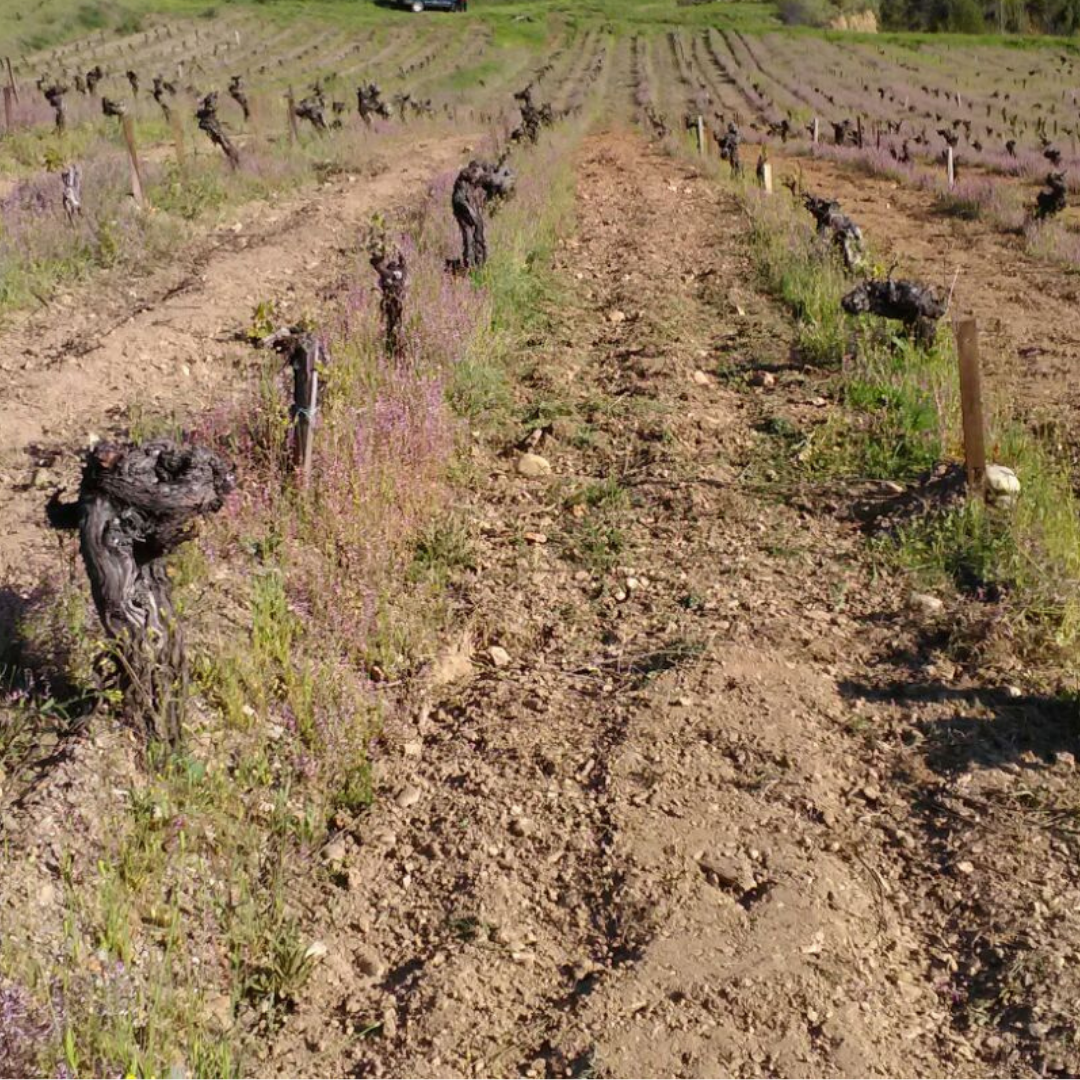 Vineyard with limestone soil in San Juan de Paluezas