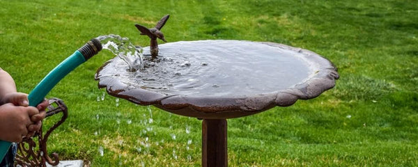 Using a hose to refill bird bath with cool water