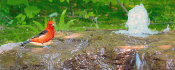 Red bird at Large GFRC Boulder Bird Bath by Blue Thumb