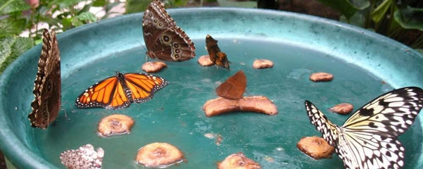 Butterflies visiting a bird bath