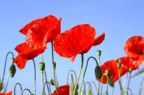 Coquelicot