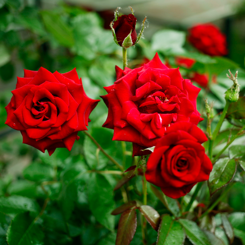 buy online rose plant, rose plant, new rose plant, indoor plant, plants under 199, best rose plant for home