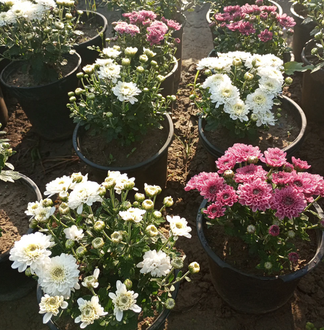 buy online chrysanthemum plant onlie, new chrysanthemum plant, best chrysanthemum plant, buy online flowering plant, flowering plant for home, best garden nursery in ghaziabad, best plant nursery in delhi