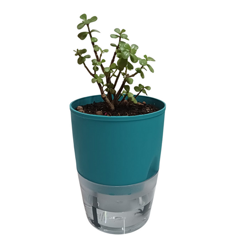 buy online jade plant in self-watering plant, best gifting plant on sale, new online plant, live plants on sale, buy fresh plants at best price, plants for home, indoor plant, office plant, desk plant