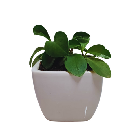 pepermoia plant on sale, buy online pepermoia plant, new pepermoia plants, best pepermoia plant, online indoor plants, office plants on sale