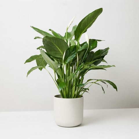 buy online peace lily plants online at affordable prices