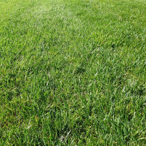 Perennial Ryegrass