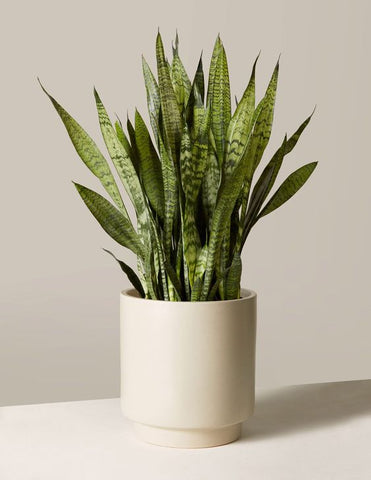 buy online snake plants at lowest price