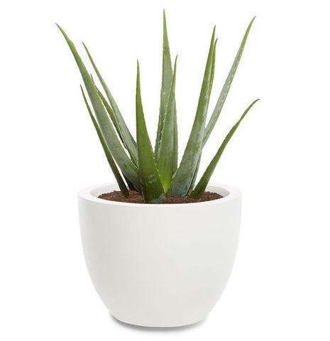 shop for best online aloe vera plant at lowest price