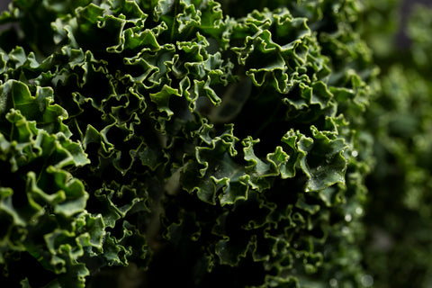 kale plant online, best kale plant in ghaziabad, buy online kale plant for home, plant nursery in ghaziabad, best garden nursery, indoor plant, online outdoor plant, garden nursery near you