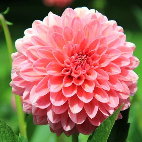 dahlia plant online, online dahlia plant on sale, best flowering plant, plant under 50, plant under 99, new best online flower plan, winter flower plant