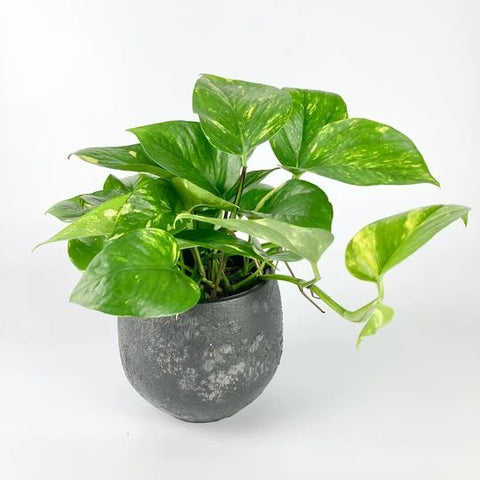 buy live white pothos plant online