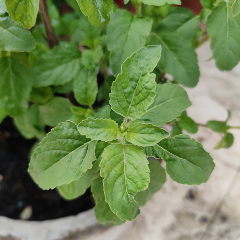 holy basil plant, tulsi plant, online tulsi plant, buy online tulsi plant, indoor plant, vastu plant, plant under 199