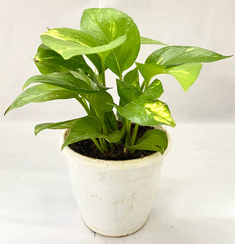 buy online money plant for home at the lowest price