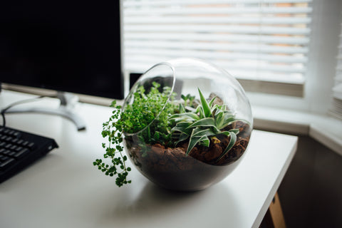 Terrariums, buy online terrarium, plants terrarium, plants, best terrariums online, online terrarium