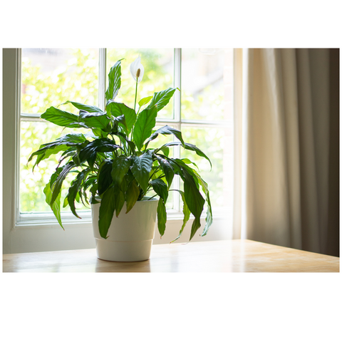peace lily plant, online vastu plant, buy online vastu plant for home, indoor plant, plant nursery
