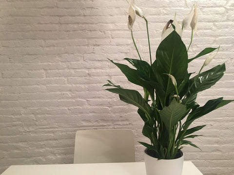 online peace lily plant for home, new shop for best indoor plant, best air-purifying plant, new plants under 199, best plant for home