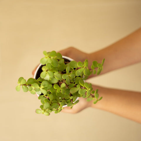 Jade plant online, best indoor plant for sale, new plant for home, plant under 99, plant under 199, buy online jade plant