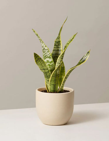 buy online snake plant in white ceramic pot, snake plant, best snake plant, best air-purifying plant, indoor plant, plant for home, plant near me