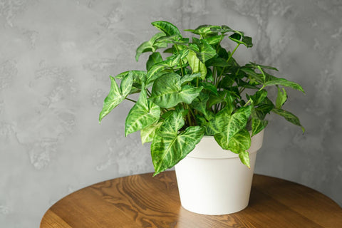 shop for best online white pothos plant, plant on sale, plant nurseery near me, best garden nuursery in ghaziabad, plant on sale, new plant on sale