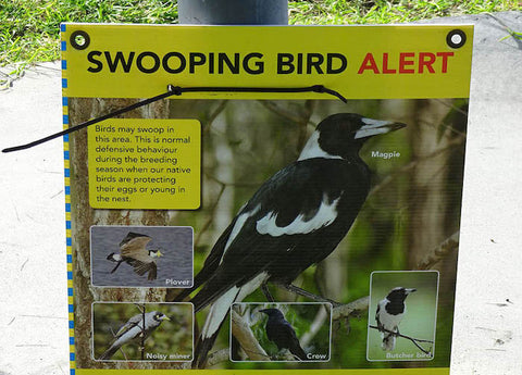 Ways to Deter Swooping Magpies | Electric Bikes Brisbane