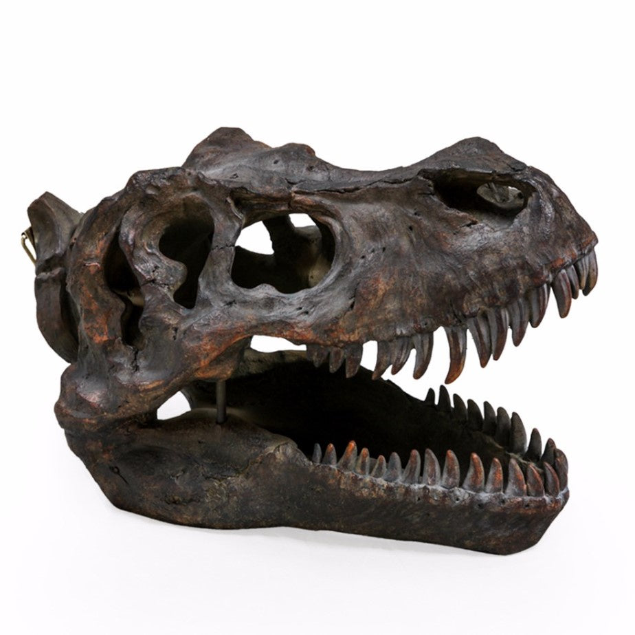 Large T-Rex Skull Wall Head