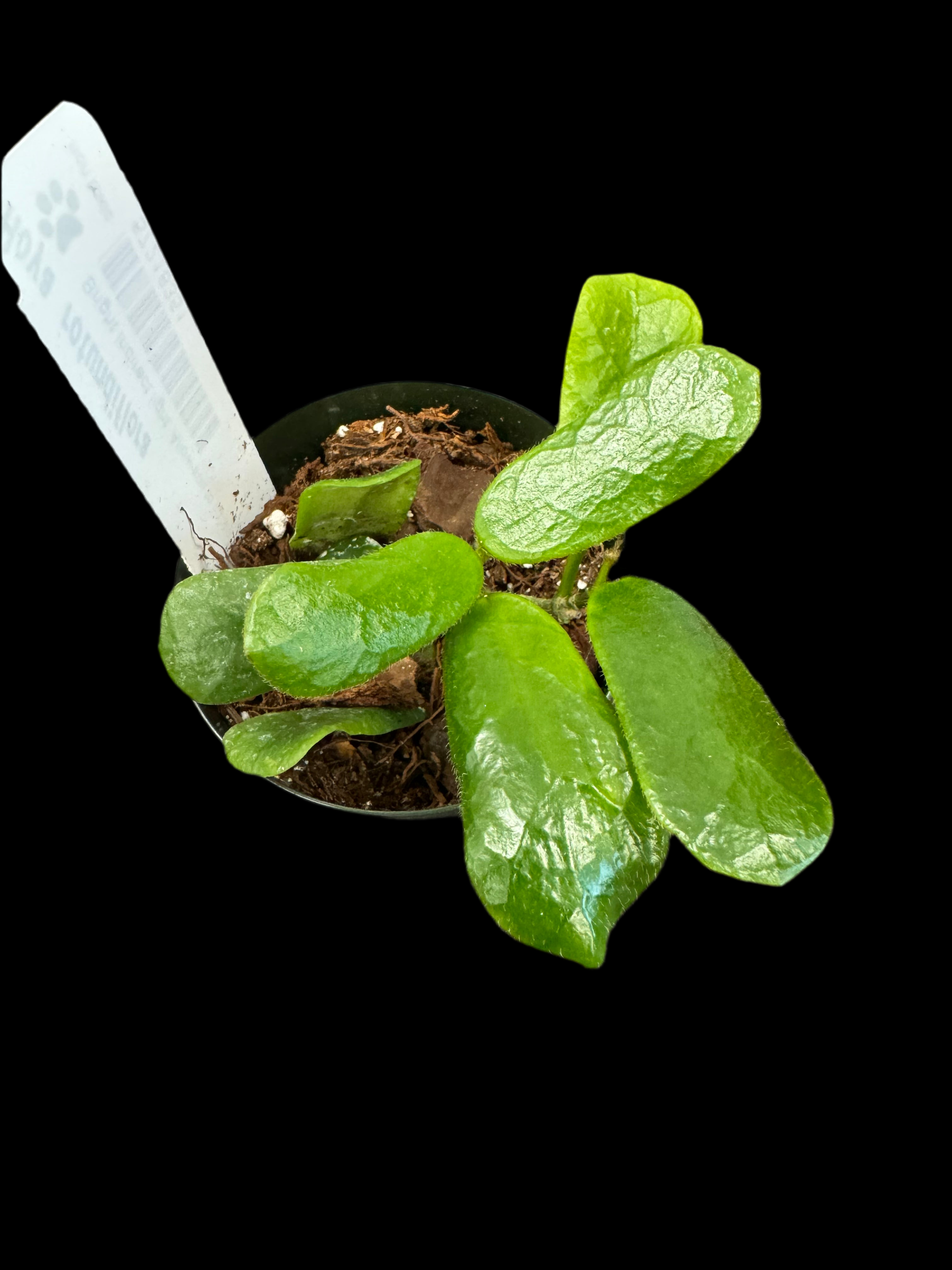Hoya rotundiflora