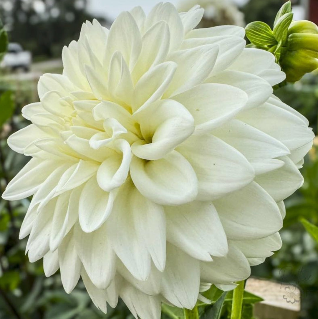 Dahlia ‘Blizzard’ photographed in Kansas City (USA) on 27 August. The grower notes “Stays bright white all season for me, both in my tunnel and the field. My favorite white.” Photo courtesy of Melissa Ginther